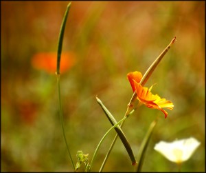 Tell Me a Love Story