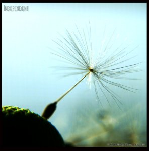 independent_by_musingcalliope-d5pj1ez