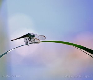 take_a_bow_by_musingcalliope-d8031ta