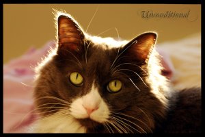 unconditional_by_musingcalliope-d2erd4r