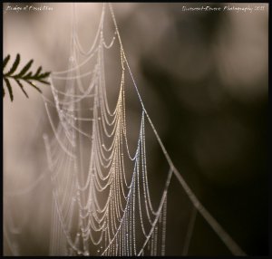 bridge_of_possbilities_by_quiescent_reverie-d47zzgh