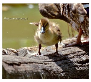 they_went_that_way_____by_musingcalliope-d6iztl7