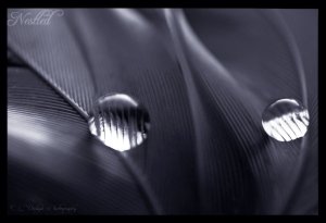 nestled_by_clurdiga-d5kld68