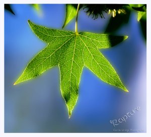 rapture_by_musingcalliope-d6eusna