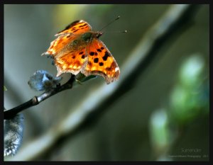 surrender_by_quiescent_reverie-d3epyqr