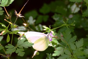 buttercup_by_fragmented_poet-d8y5zl9