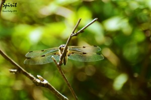 spirit_by_fragmented_poet-d8y4em6