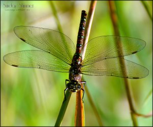 sunday_shimmer_by_musingcalliope-d6kordh