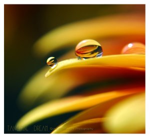 tangerine_dream_by_quiescent_reverie-d3c0lgk