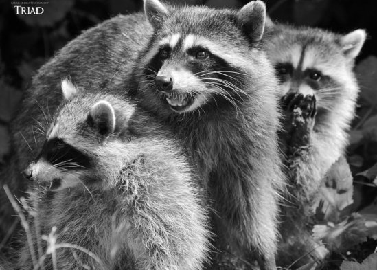 triad_by_musingcalliope-d6frfnp