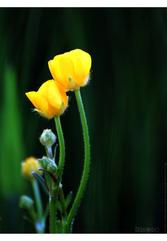 desafinado_by_quiescent_reverie-d3hhbm6