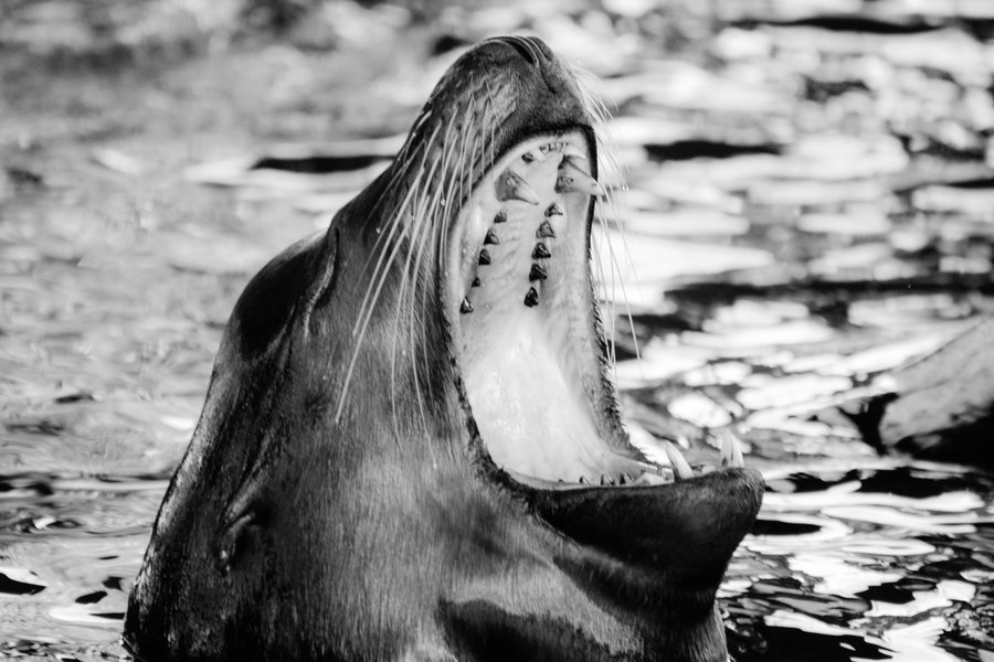 rawr__by_musingcalliope-d8bxapv