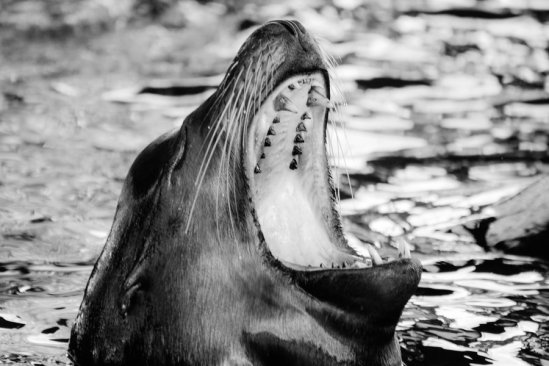 rawr__by_musingcalliope-d8bxapv