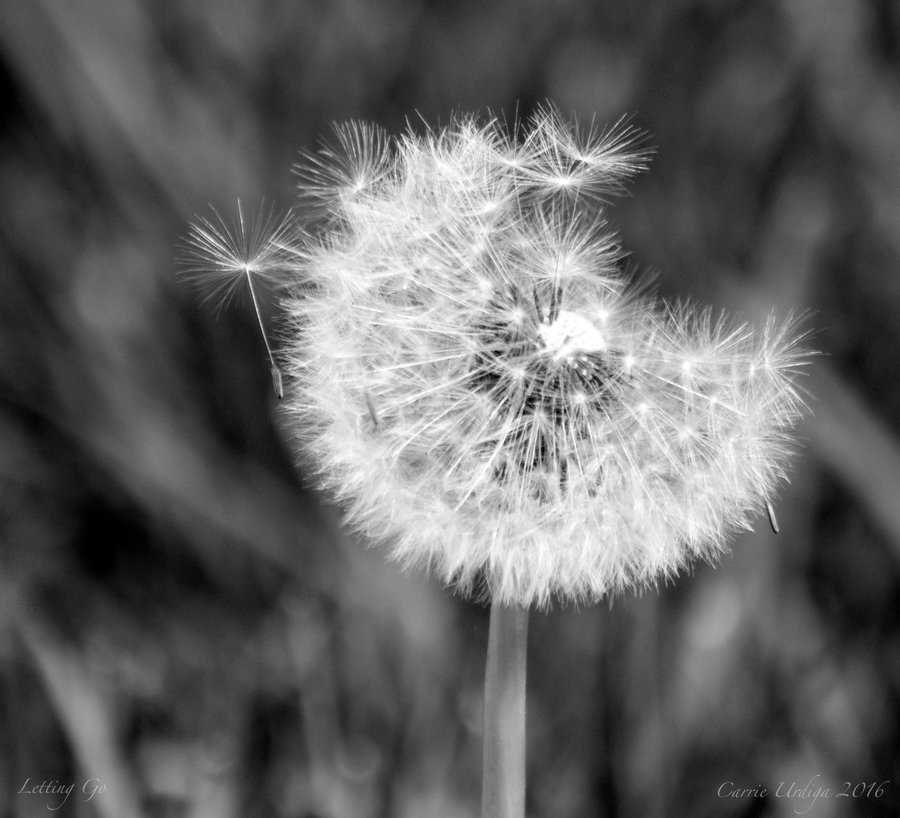 letting_go_by_fragmented_poet-d9zo6qd