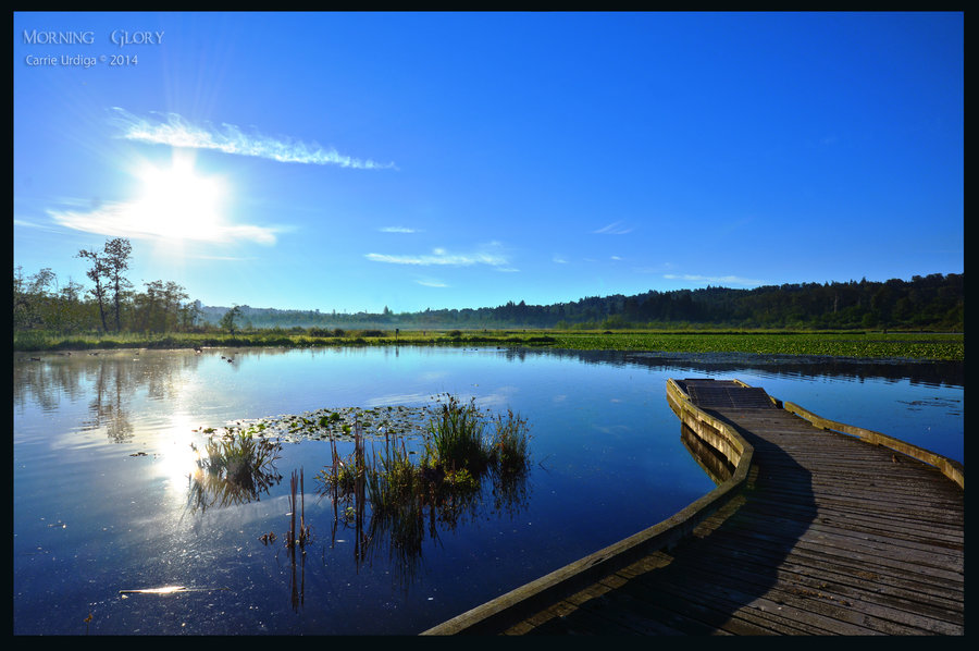 morning_glory_by_musingcalliope-d7ouo77