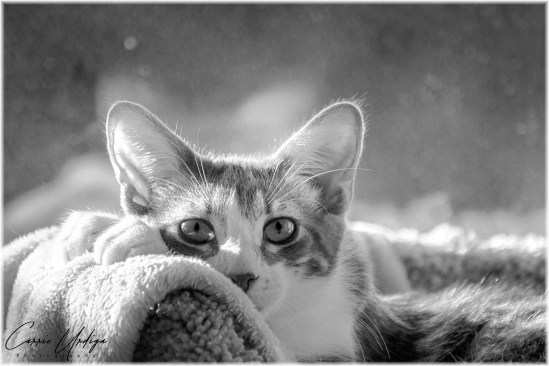 Morning Breeze B&amp;W