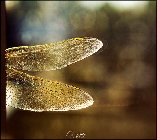 On the Edge of Dream